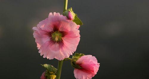 蜀葵花代表什么含义？蜀葵花的象征意义是什么？