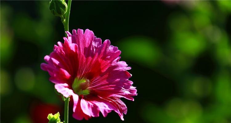 蜀葵花代表什么含义？蜀葵花的象征意义是什么？
