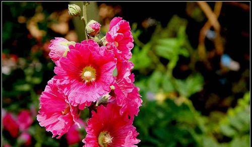 蜀葵花代表什么含义？蜀葵花的象征意义是什么？