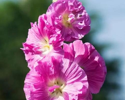 蜀葵花语象征着什么？如何理解蜀葵的花语含义？