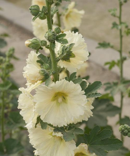 蜀葵花语象征着什么？如何理解蜀葵的花语含义？