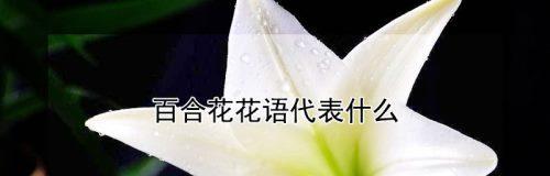 水百合的花语是什么？了解其象征意义及用途？