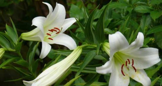 水百合的花语是什么？了解其象征意义及用途？