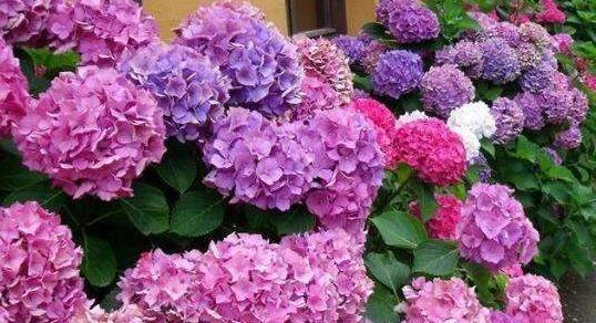 水繁殖花的方法是什么意思？如何正确进行水培繁殖？