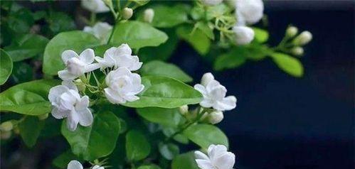 水色风信子代表什么含义？如何正确解读其花语？