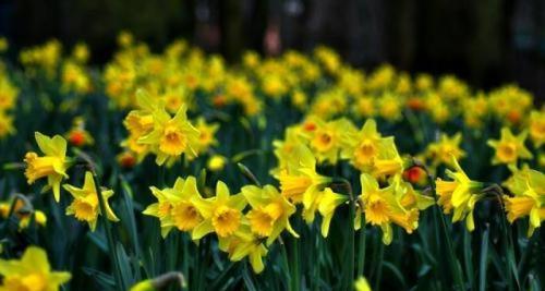 水仙花的花语是什么？如何正确解读水仙花的含义？