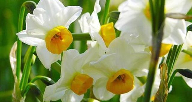 水仙花的花语是什么？如何正确解读水仙花的含义？