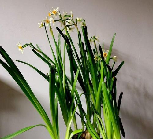 水仙花象征着什么？揭秘水仙花的深层含义和文化象征？