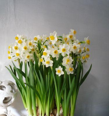 水仙花象征着什么？揭秘水仙花的深层含义和文化象征？