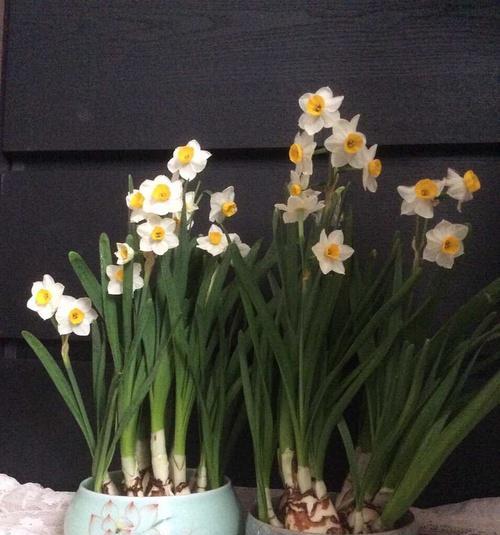 水仙花象征着什么？揭秘水仙花的深层含义和文化象征？