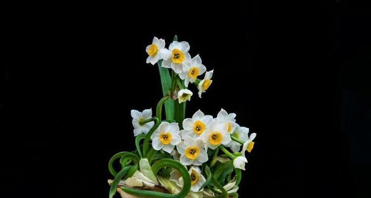 水仙花的寓意是什么？如何正确解读水仙花的象征意义？