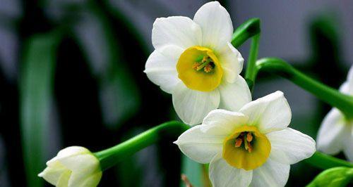 水仙花花语代表什么？如何理解水仙花的象征意义？