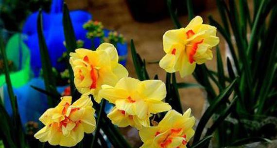 水仙花花语代表什么？如何理解水仙花的象征意义？