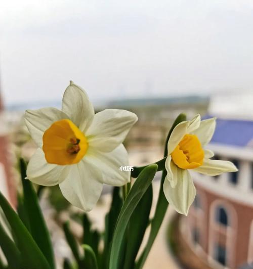 水仙花象征着什么？花语有哪些含义？