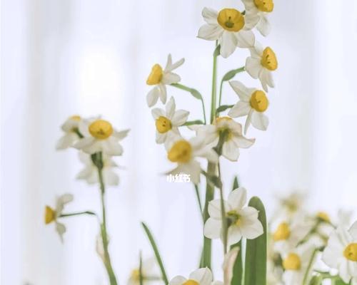 水仙花的花语是什么？适合送给哪些人？