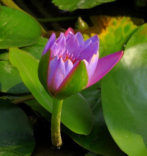 睡莲花语代表什么含义？如何正确理解睡莲的花语？