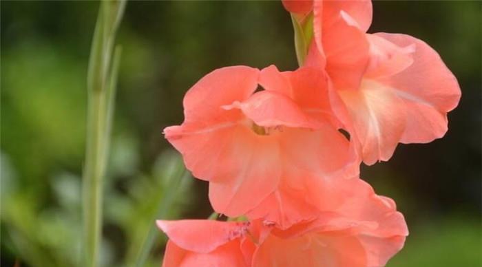 唐菖蒲切花的花语有哪些？四大种类分别代表什么含义？