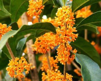 四季桂花代表什么？桂花的象征意义有哪些？