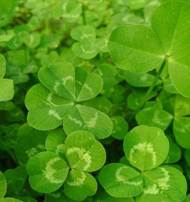 四叶草的花语是什么？它背后有哪些传说故事？
