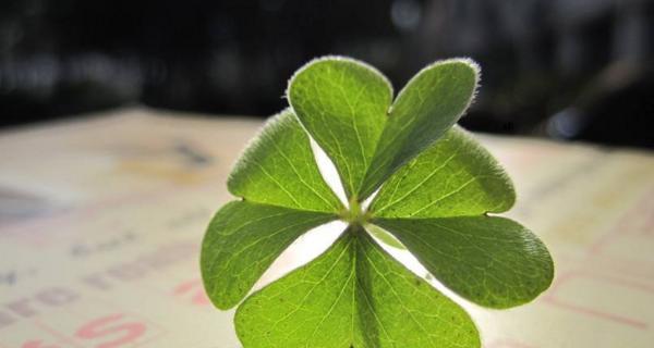 四叶草代表什么？它的花语和寓意有哪些常见问题解答？