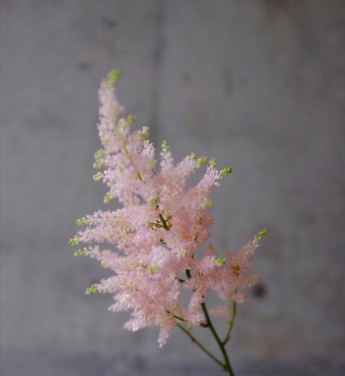 四叶草的花语是什么？如何找到真正的四叶草？