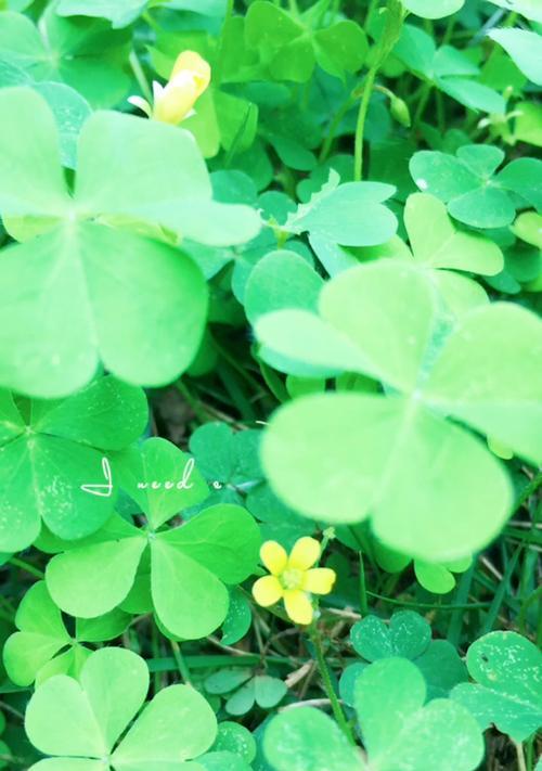 四叶草的花语是什么？如何找到真正的四叶草？