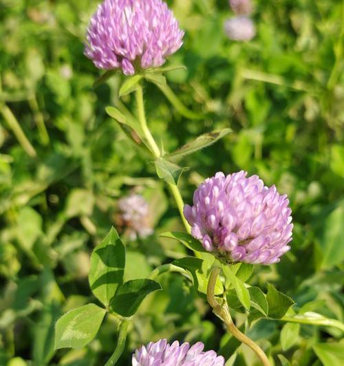 四叶草花语是什么？它代表的幸运含义有哪些？