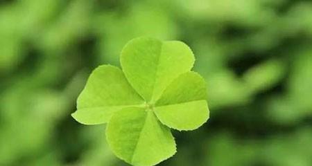 四叶草花语是什么？它的寓意有哪些常见问题？