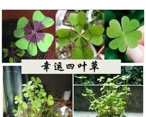 四叶幸运草代表什么含义？它的寓意有哪些？