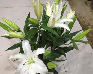 送百合花代表什么意思？百合花的花语有哪些含义？