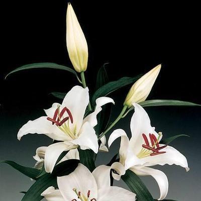 送百合花代表什么含义？百合花的花语有哪些？