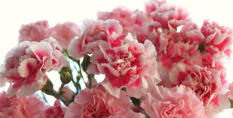 送康乃馨花语代表什么意思？花语背后的故事是什么？
