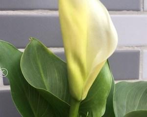 马蹄莲花的含义是什么？送马蹄莲花代表什么意义？