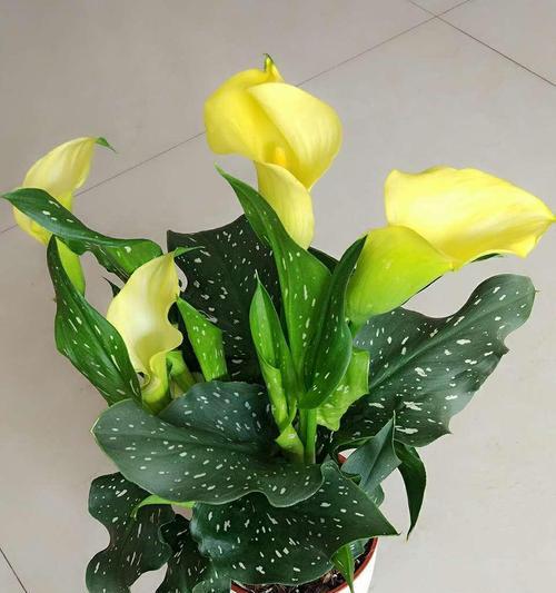 马蹄莲花的含义是什么？送马蹄莲花代表什么意义？