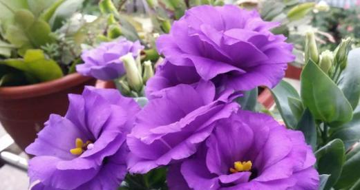 索玛花的花语是什么？如何正确解读索玛花的含义？