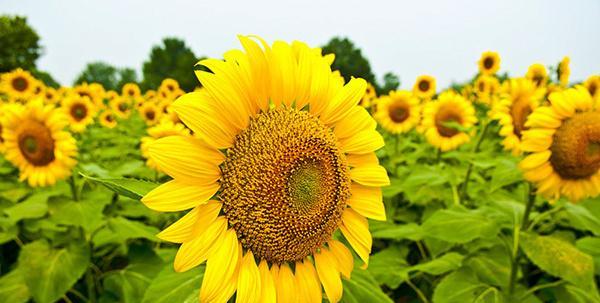 太阳花的花语是什么？如何用太阳花表达爱意？