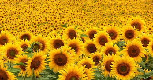 太阳花花语的意义是什么？如何正确理解太阳花的象征含义？