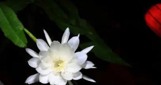 昙花的花语是什么？昙花的传说有哪些？