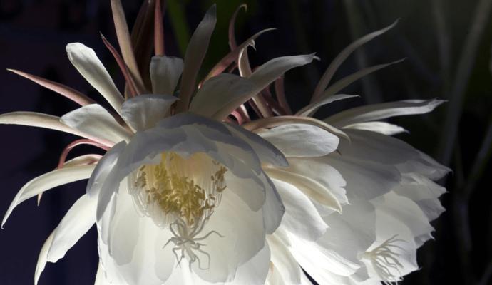 昙花的花语是什么？昙花的传说有哪些？