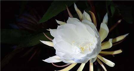 昙花的花语是什么？昙花代表的含义有哪些？