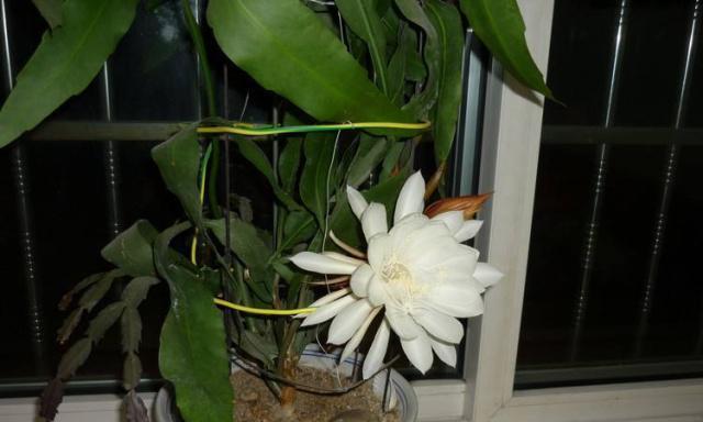 昙花的寓意和象征风水是什么？如何在家居风水中应用？