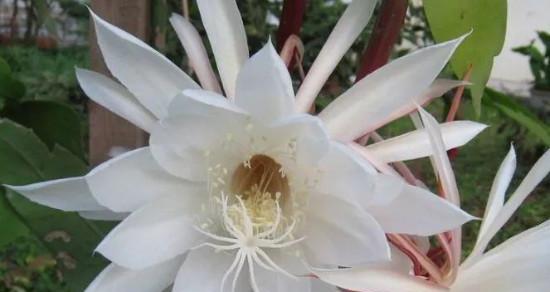 昙花花语及寓意是什么？昙花的象征意义有哪些？