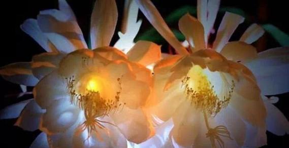 昙花花语及寓意是什么？昙花的象征意义有哪些？