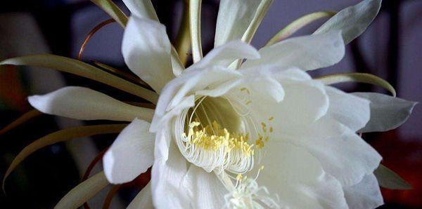 昙花花语及寓意是什么？昙花的象征意义有哪些？