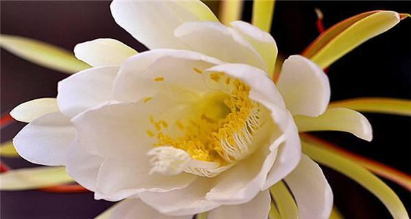 昙花花语是什么？昙花的寓意和象征意义有哪些？