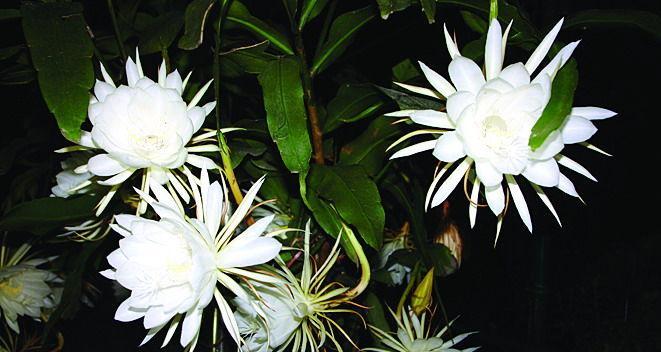 昙花花语是什么？昙花的寓意和象征意义有哪些？
