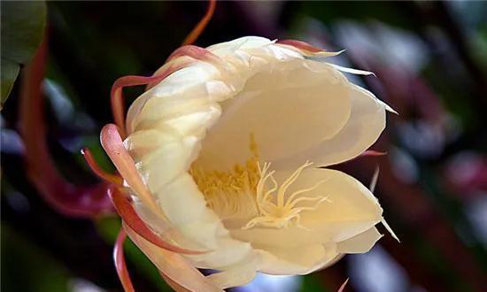 昙花花语象征与寓意是什么？昙花的含义有哪些？