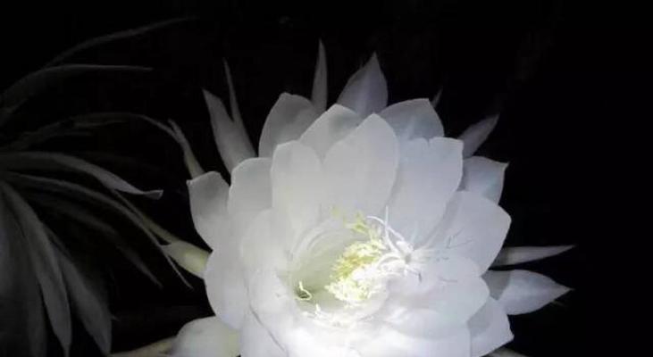 昙花花语象征与寓意是什么？昙花的含义有哪些？
