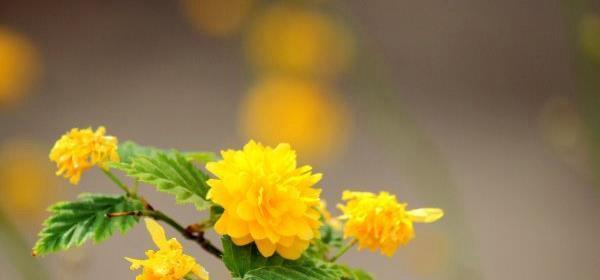 棠棣花象征着什么？棠棣花的含义有哪些常见问题？