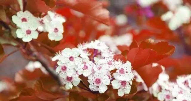 棠棣花的寓意是什么？如何正确理解棠棣花的象征意义？